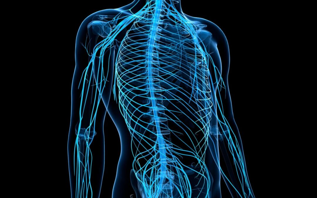 Why Does My Physiotherapist Talk About My Nerves or My Nervous System?